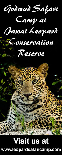 Godwad Leopard Safari Camp - Jawai Conservation Reserve